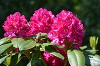 Tuinplant.nl Rhododendron