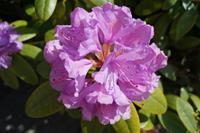 Tuinplant.nl Rhododendron