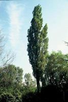 Tuinplant.nl Italiaanse populier