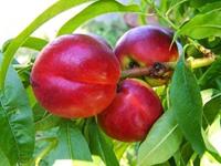 Tuinplant.nl Nectarine madame blancet
