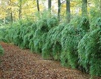 Tuinplant.nl Niet woekerende bamboe