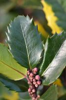 Tuinplant.nl Hulst