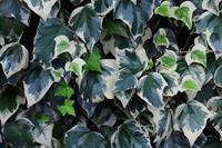 Tuinplant.nl Algerijnse klimop