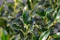 Tuinplant.nl Hulst