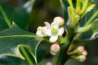 Tuinplant.nl Hulst