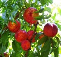 Tuinplant.nl Nectarine Nucip rubygold