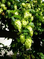 Tuinplant.nl Hop