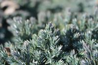 Tuinplant.nl Jeneverbes