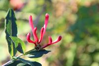 Tuinplant.nl Kamperfoelie