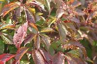 Tuinplant.nl Wilde wingerd