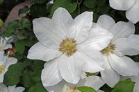 Tuinplant.nl Bosrank