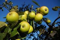 Tuinplant.nl Golden Delicious appel