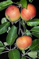 Tuinplant.nl Appelboom