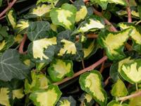Tuinplant.nl Klimop