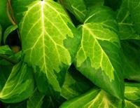 Tuinplant.nl kaukasische klimop