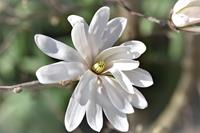 Tuinplant.nl Beverboom Boomvorm