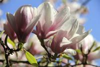 Tuinplant.nl Beverboom Boomvorm