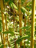 Tuinplant.nl Hotei-bamboe