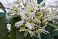 Tuinplant.nl Groenblijvende Bosrank