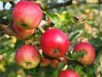 Tuinplant.nl Appelboom