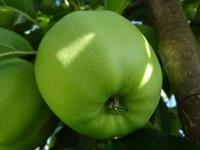 Tuinplant.nl Granny Smith appel