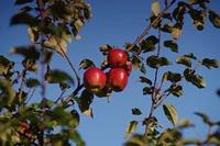 Tuinplant.nl Groninger Kroon appel