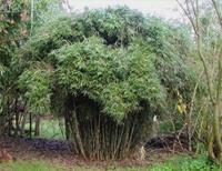 Tuinplant.nl Sierbamboe