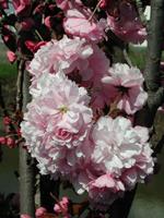 Tuinplant.nl Smalle japanse sierkers