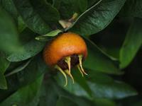 Tuinplant.nl Mispel