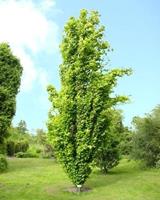 Tuinplant.nl Gele zuilbeuk