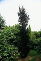 Tuinplant.nl Rode zuilbeuk