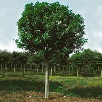 Tuinplant.nl Liguster op stam