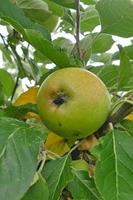 Tuinplant.nl Appelboom
