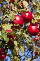 Tuinplant.nl Summerred appel