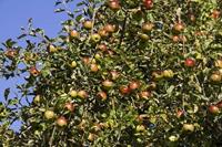 Tuinplant.nl Zoete Ermgaard appel