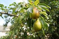 Tuinplant.nl Beurre Hardy peer