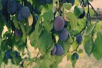 Tuinplant.nl Hauszwetsche pruim