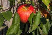 Tuinplant.nl Delcorf appel