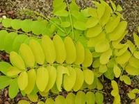 Tuinplant.nl Gele Acacia