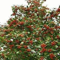 Tuinplant.nl Meidoorn boom
