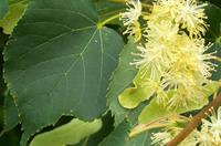 Tuinplant.nl Lindeboom