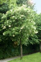 Tuinplant.nl Pluim es
