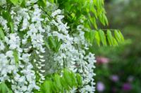 Tuinplant.nl Witte regen