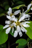 Tuinplant.nl Krentenboom struikvorm