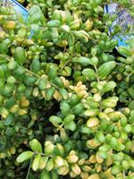 Tuinplant.nl Japanse Hulst