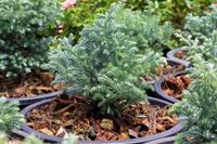 Tuinplant.nl Schijncypres