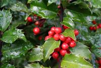Tuinplant.nl Hulst