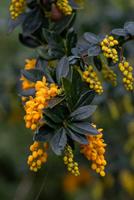 Tuinplant.nl Zuurbes