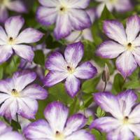 Tuinplant.nl Bosrank