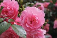 Tuinplant.nl Roze Stamroos